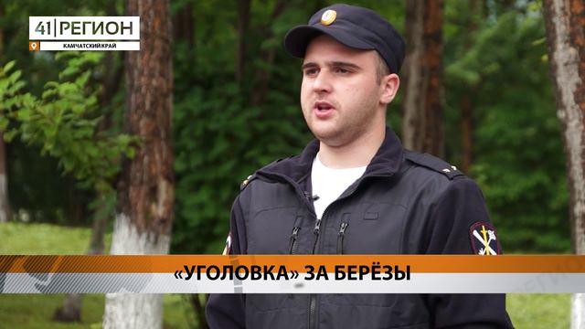 ПОД СТАТЬЮ О НЕЗАКОННОЙ ВЫРУБКЕ ДЕРЕВЬЕВ ПОПАЛИ ТРОЕ КАМЧАТЦЕВ • НОВОСТИ КАМЧАТКИ