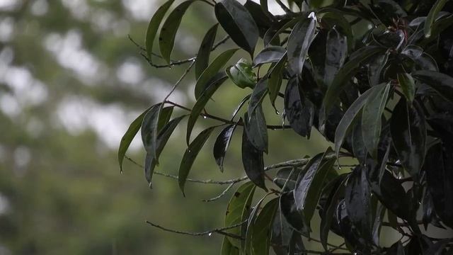 Успокаивающий звук дождя для сна
