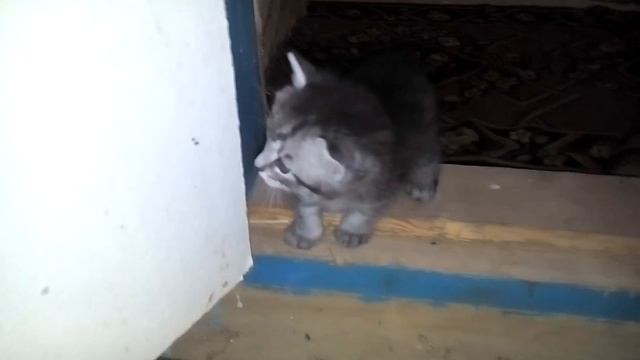 Котенок который нелюбит щекотки