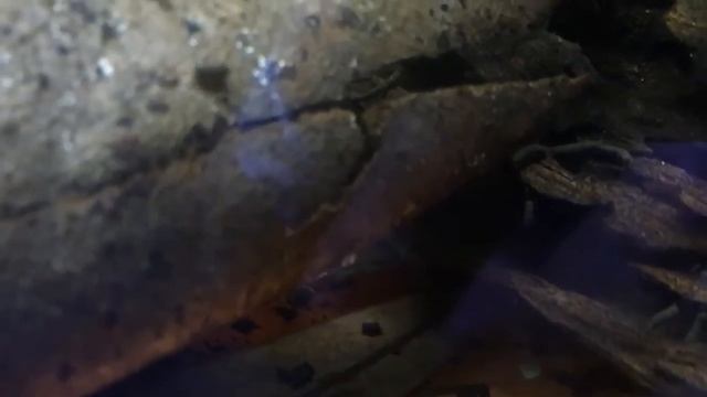 Betta fry surprise!