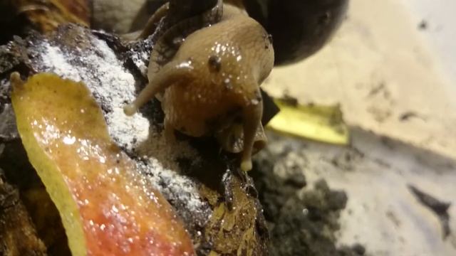Кушаим измельченную скорлупу, полезно панцыря