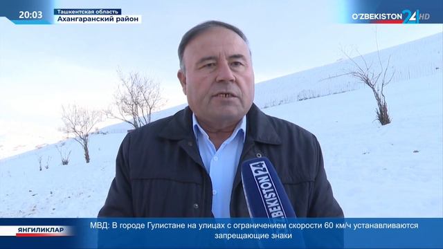 Путем многолетней селекции вывели новый тип овец