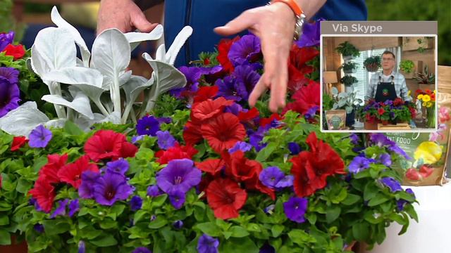 Roberta's 6-Piece Groundcover Petunias Live Plants on QVC
