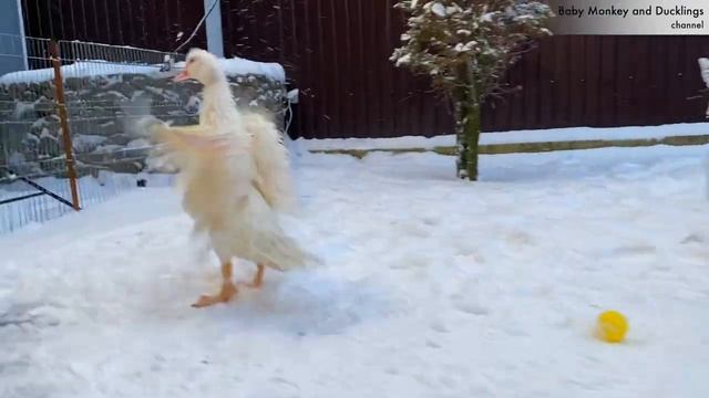 Веселые утки бегают по снегу.