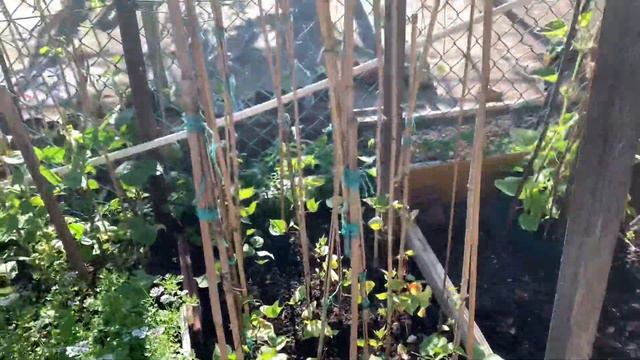 লন্ডনে আমাদের শখের বাগান ।। Bangladeshi Vegetables Garden।। Masuma’s World