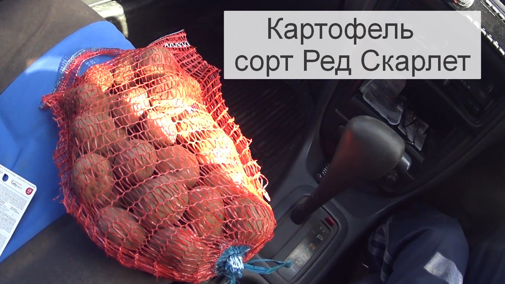 Ранний картофель для посадки.