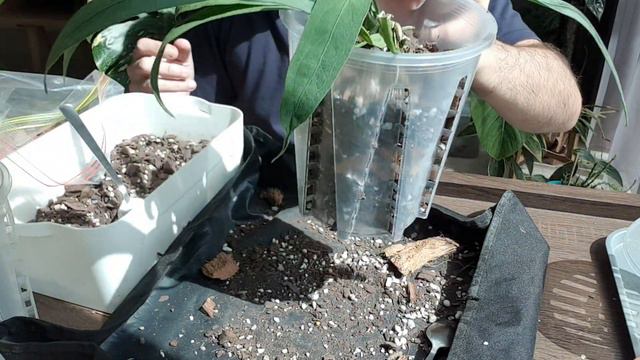 Repotting Plants Grown From Cuttings/seedlings 🌱