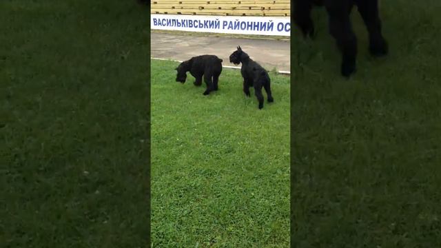 Марта и Хани )