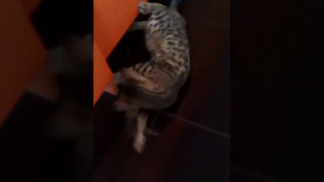 Супер бенгальский котик!
