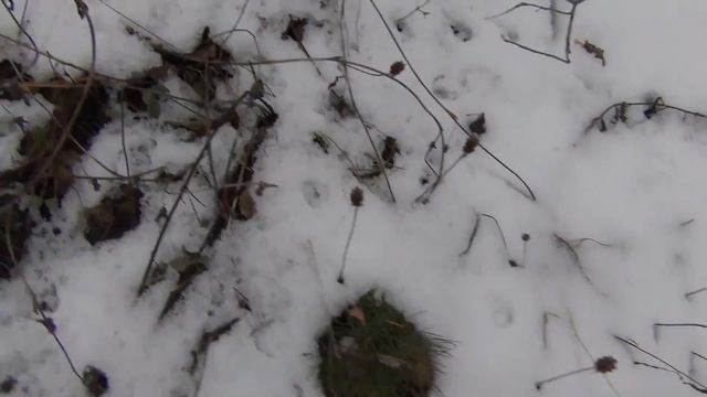 Молодые кедры зимой / Кедр дерево / Сосна́ сиби́рская кедро́вая
