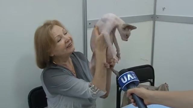 4 ЛАПИ Виставка котів