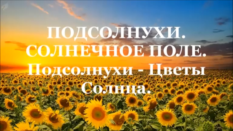 ПОДСОЛНУХИ. СОЛНЕЧНОЕ ПОЛЕ. Подсолнухи - Цветы Солнца.