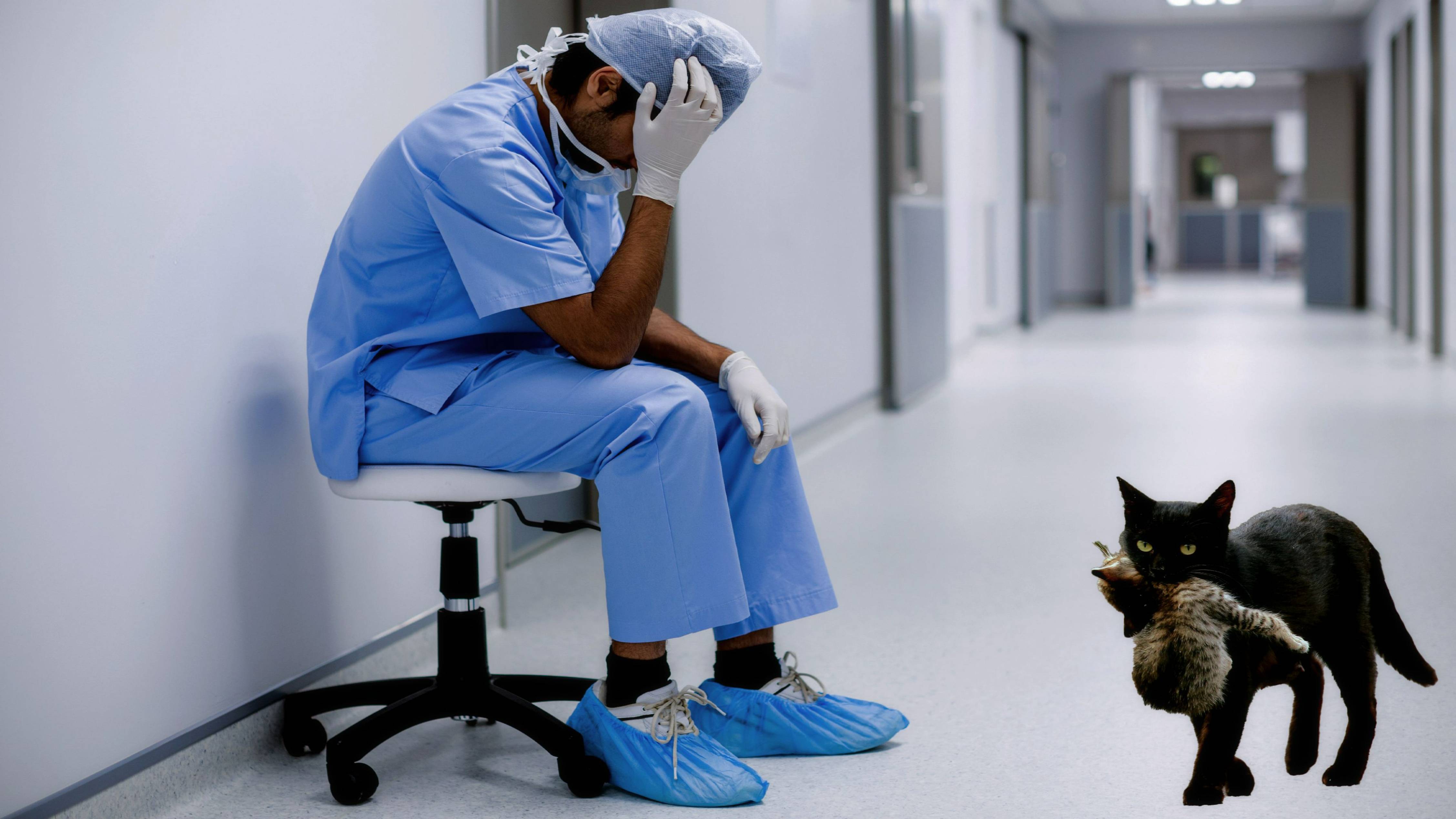Кошка принесла умирающего котенка к ветеринару. Увидев котёнка врач заплакал!