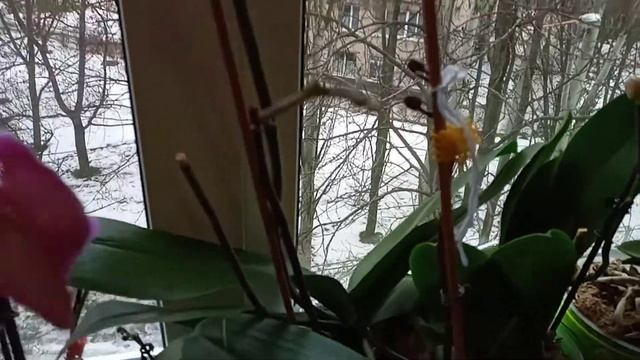 Орхидеи сушат бутоны