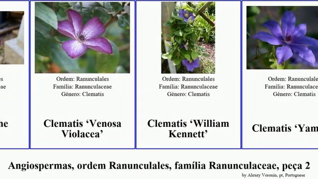Angiospermas, ordem Ranunculales, família Ranunculaceae, peça 2 clematis delphinium thalictrum