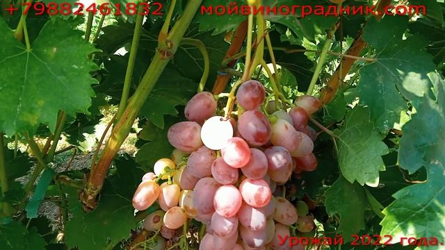 Олимп