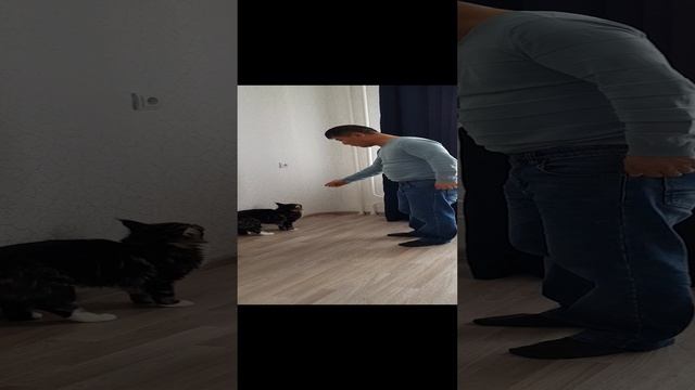 кошка Элис исполняет команды.