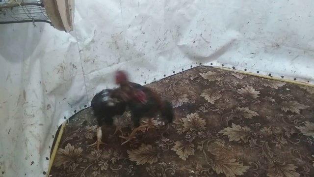 запал ворон