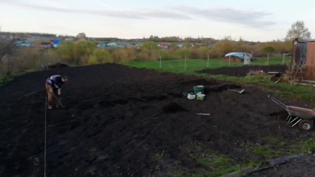 Посадка КАРТОШКИ с БАНТИКАМИ. Быстрая посадка КАРТОФЕЛЯ. #картошка #посадкакартошки #картофель