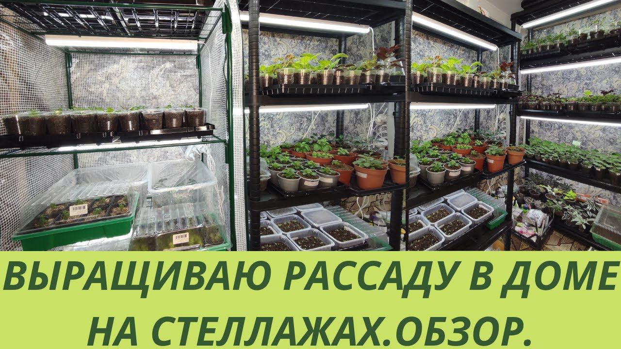 Цветы. Обзор цветочной рассады в январе. Бегония Пеларгония Петуния.