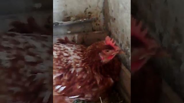 Сенсация !!! Я глажу курицу !!!