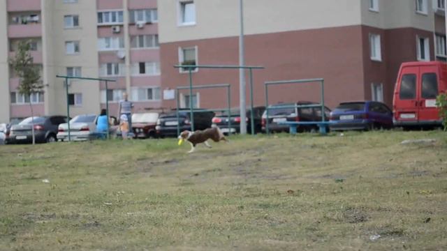 Броски: короткий и дальний