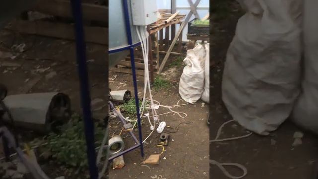 Рассада помидор в январе