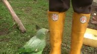 Amazon Parrot loves to chew on boots!!