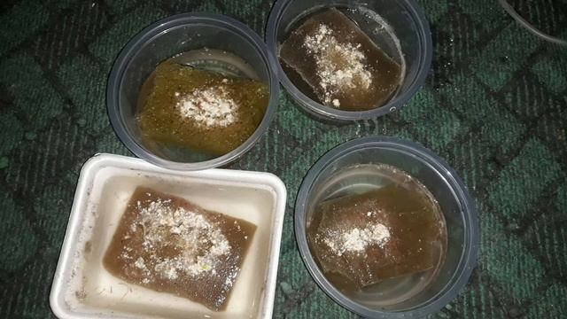 хочу получить культура аулафороса эксперимент