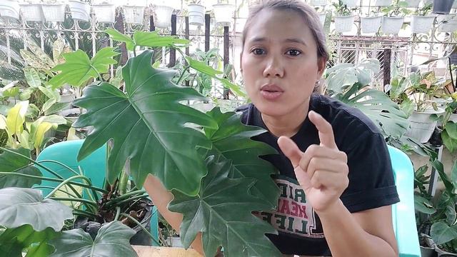 PHILODENDRON LACERUM CARETIPS AND PROPAGATION / INDAY DONAY