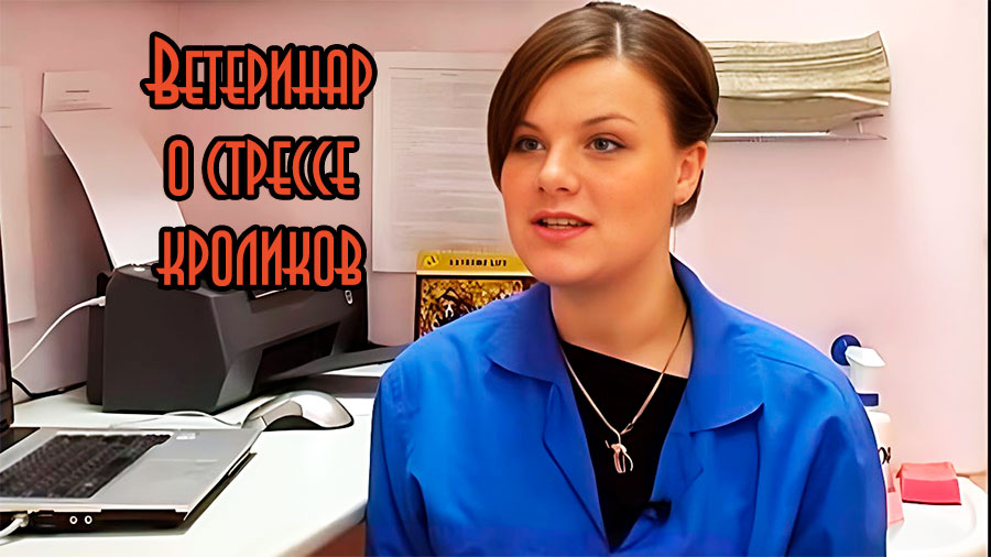 Стресс у кроликов