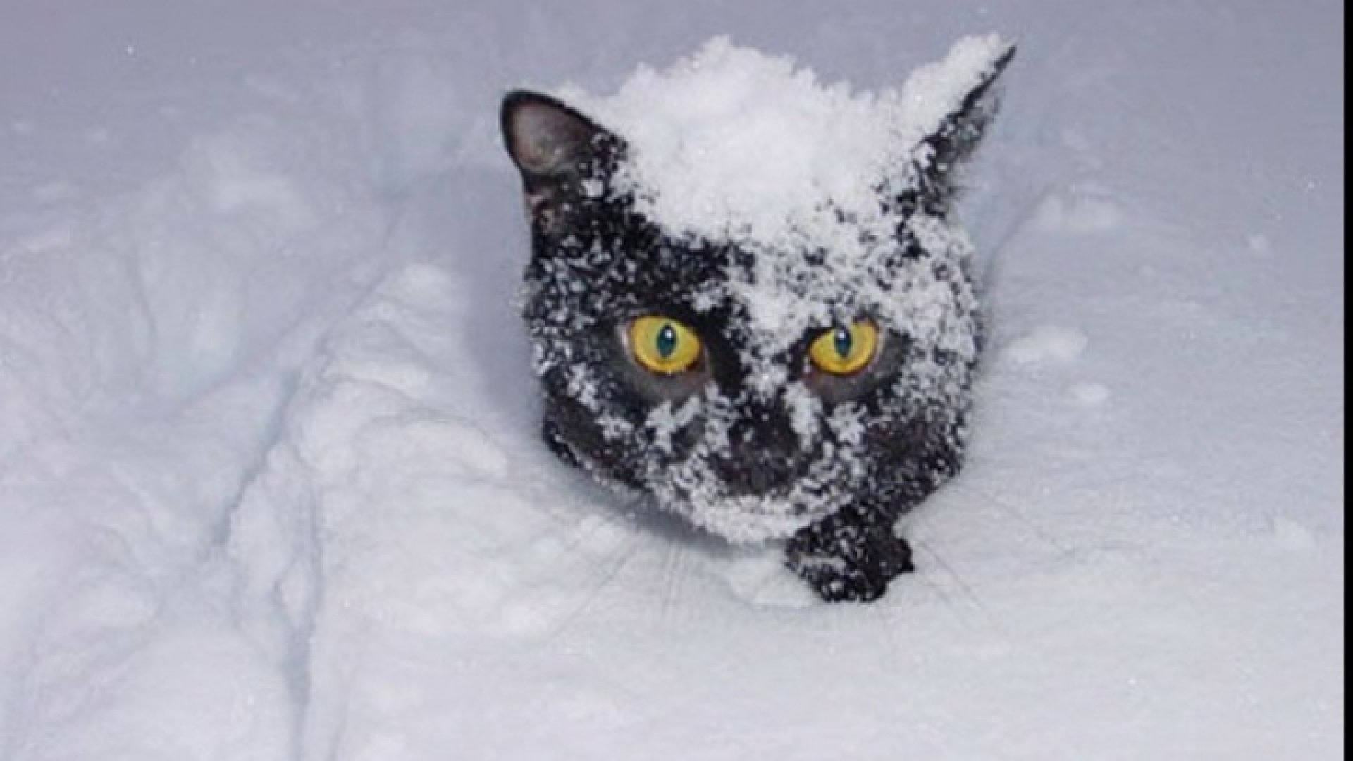 Кот на которого падает снег