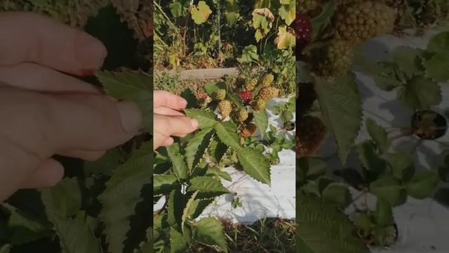 Малина Химбо топ, таганка, ежевика Прайм арк фридом.