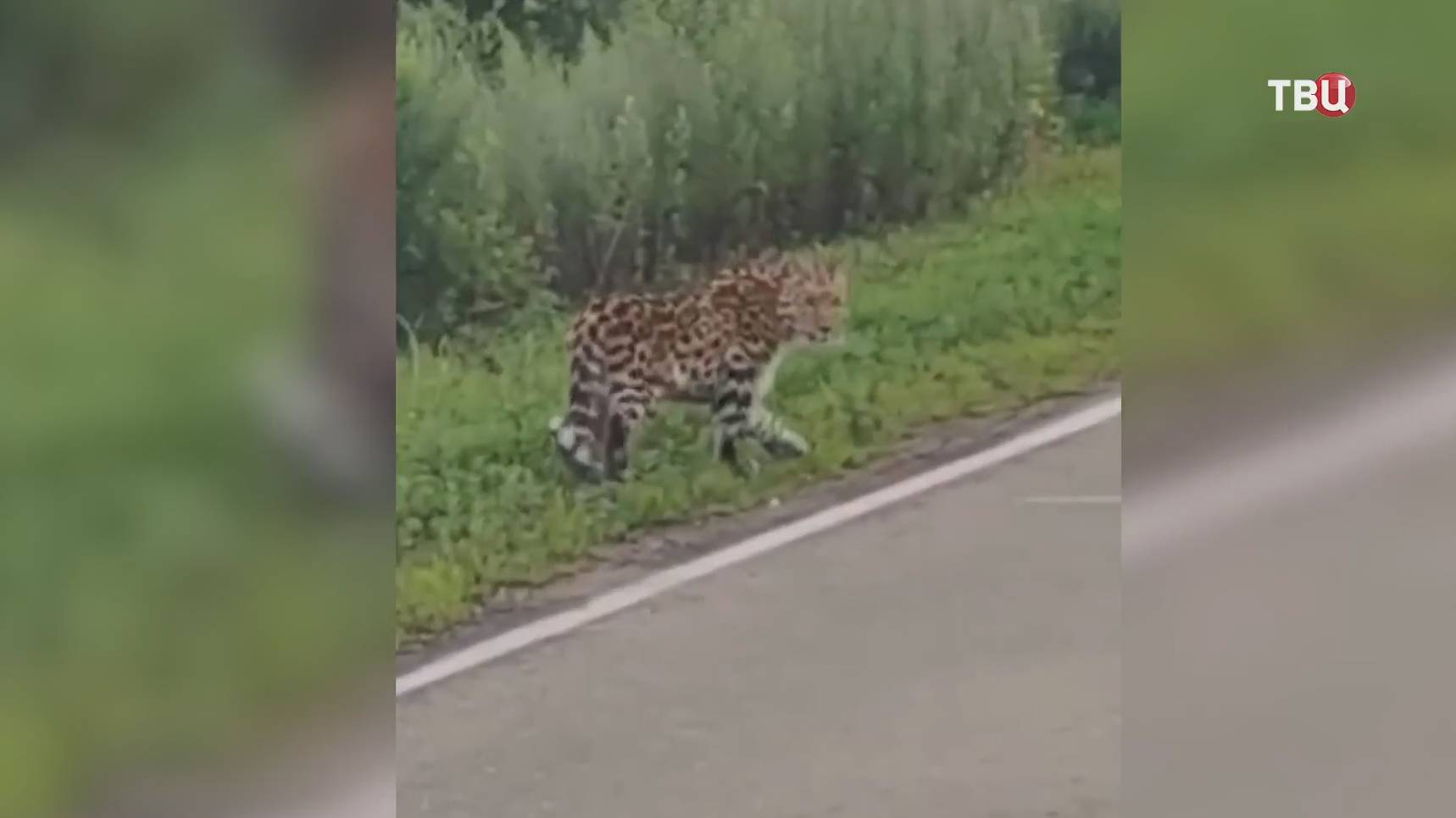 В Приморье заметили уникального леопарда / События на ТВЦ