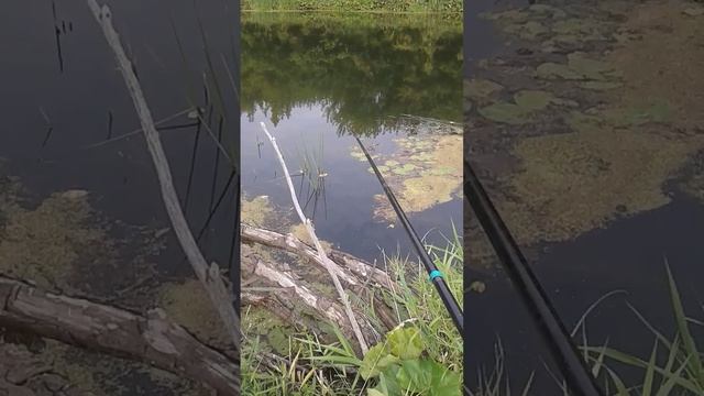 с маховой удочкой на реке МЕДВЕДИЦА.mp4