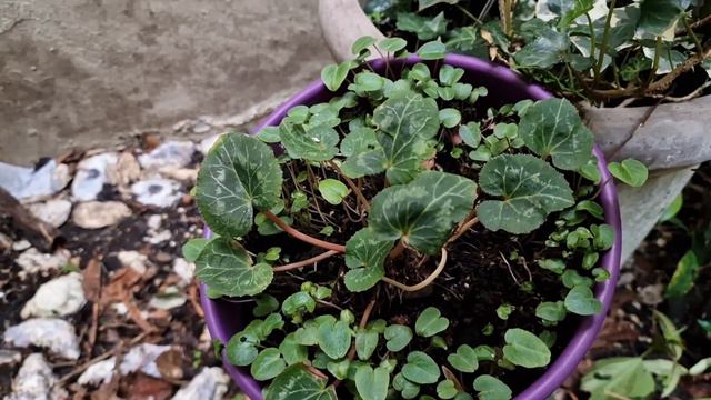 Взошли маленькие цикламены, нежданные гости