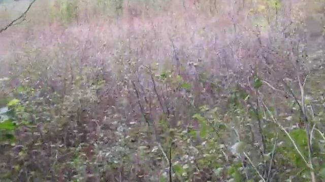 Лес, поляны и Собер вдали