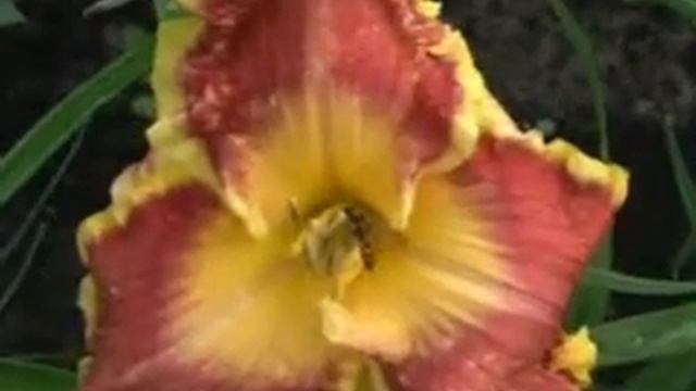 Лилейник daylily UNFORGETTABLE GLOW
