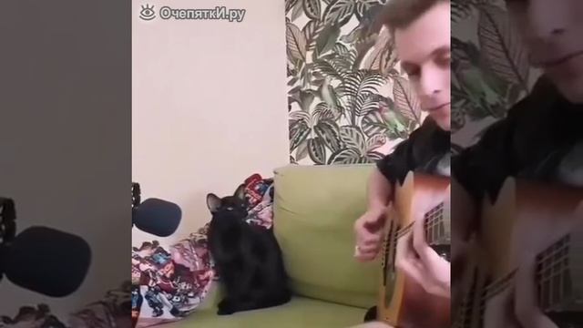 Кошачий блюз под гитару