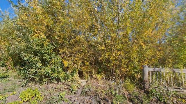 дача сентябрь 9 число. заброшенная,  что успели за сезон