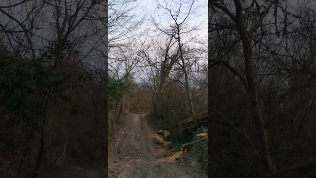 Relax for your soul. Secret of the Woods _  hhandpan music _ Malte Marten and walk in forest