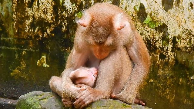 Hot news.! Rojo catch baby Leo from Rainbow run fast escape while  Leo c.r.y scared monkey Rojo