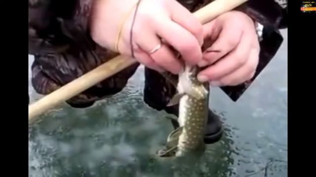 Рыбачок, чок, чок......