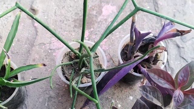 #Bina rooting harmone k cutting ka💯💯 results update ! #5_8 tarah k poudhon ki cutting 🪴🌷🥬💫💫💥