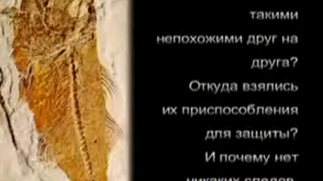 Обман Эволюции   YouTube