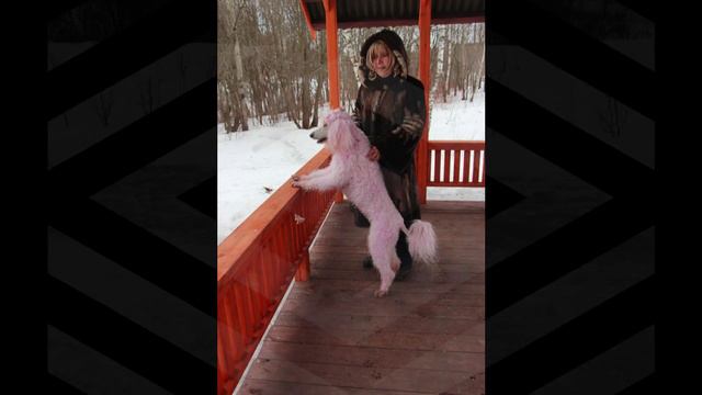 Розовый пудель
