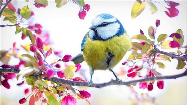 Pachelbel - Canon In D Major