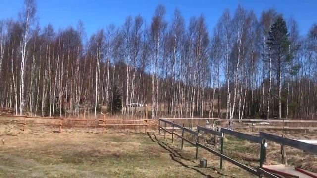 ? Родной лес - великолепные саженцы даром