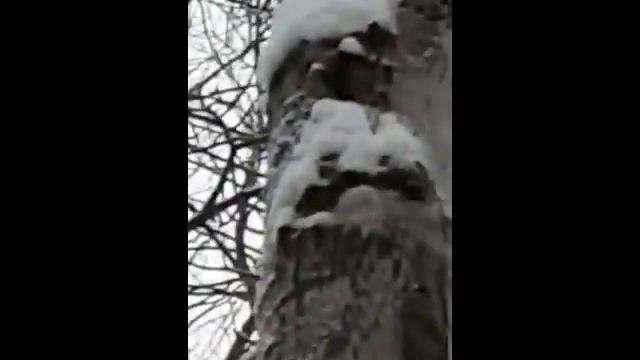 Третья полайка