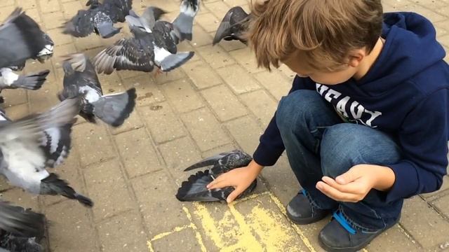 Как поймать голубя  как ловить голубей  hunt pigeon bird  жесть съел голубя
